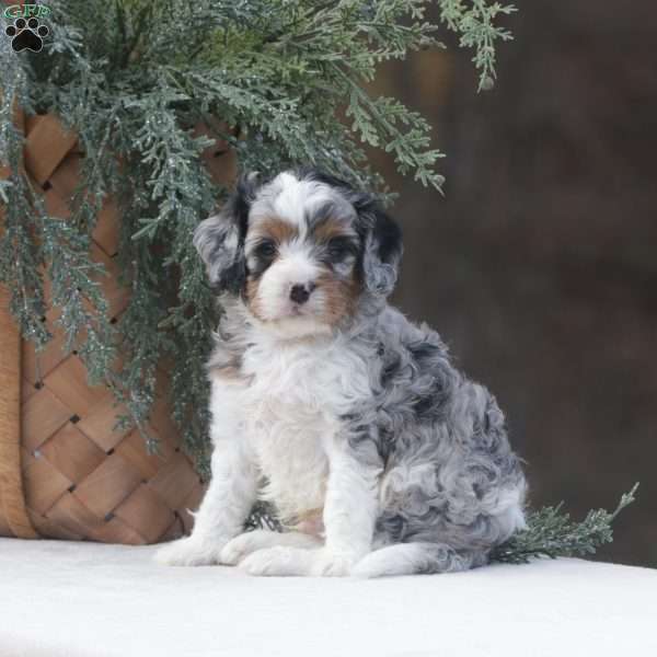 Carter, Cavapoo Puppy